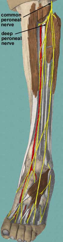 Source: https://home.comcast.net/~wnor/antlegnerves.jpg